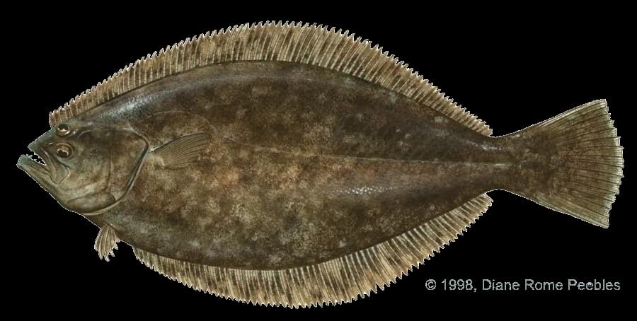 Halibut-PNG-File