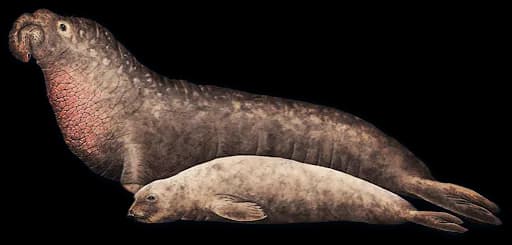 Harbor Seal, Diving, Marine Mammal, Aquatic, Pinniped PNG