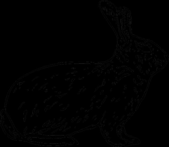 Hares-PNG-HD-Isolated