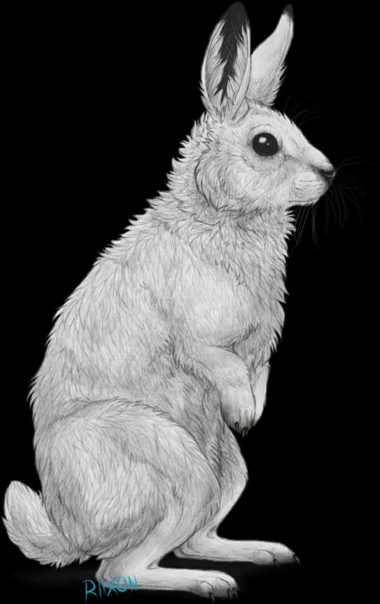 Hares-PNG-Transparent