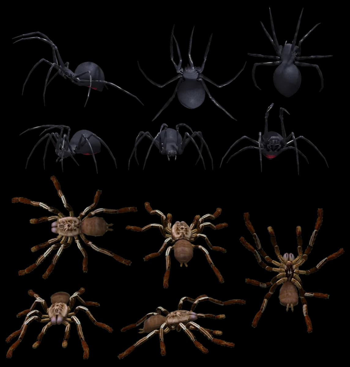 Harvestmen, Biodiversity, Nighttime, Long-Legged, Arachnids PNG