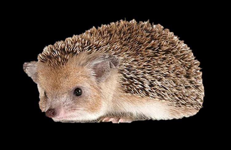 Hedgehogs-PNG-File