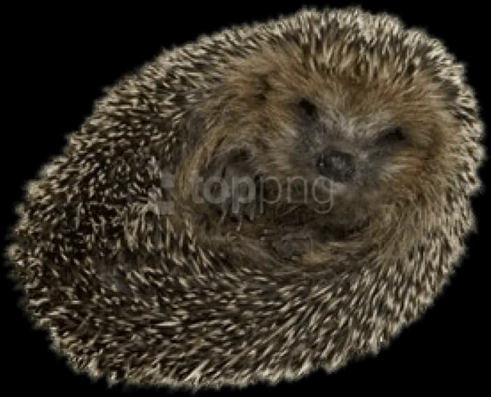 Hedgehogs-PNG-Isolated-File