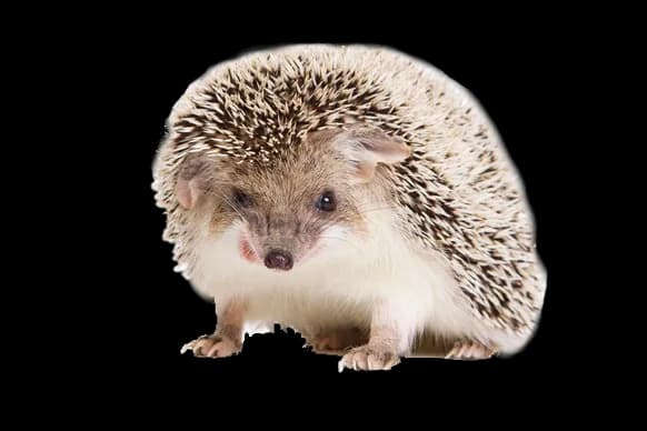 Hedgehogs-PNG-Isolated-HD