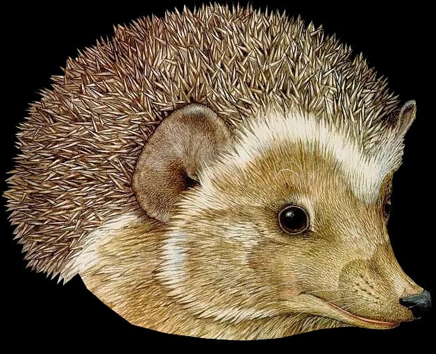 Hedgehogs-PNG-Isolated-Image
