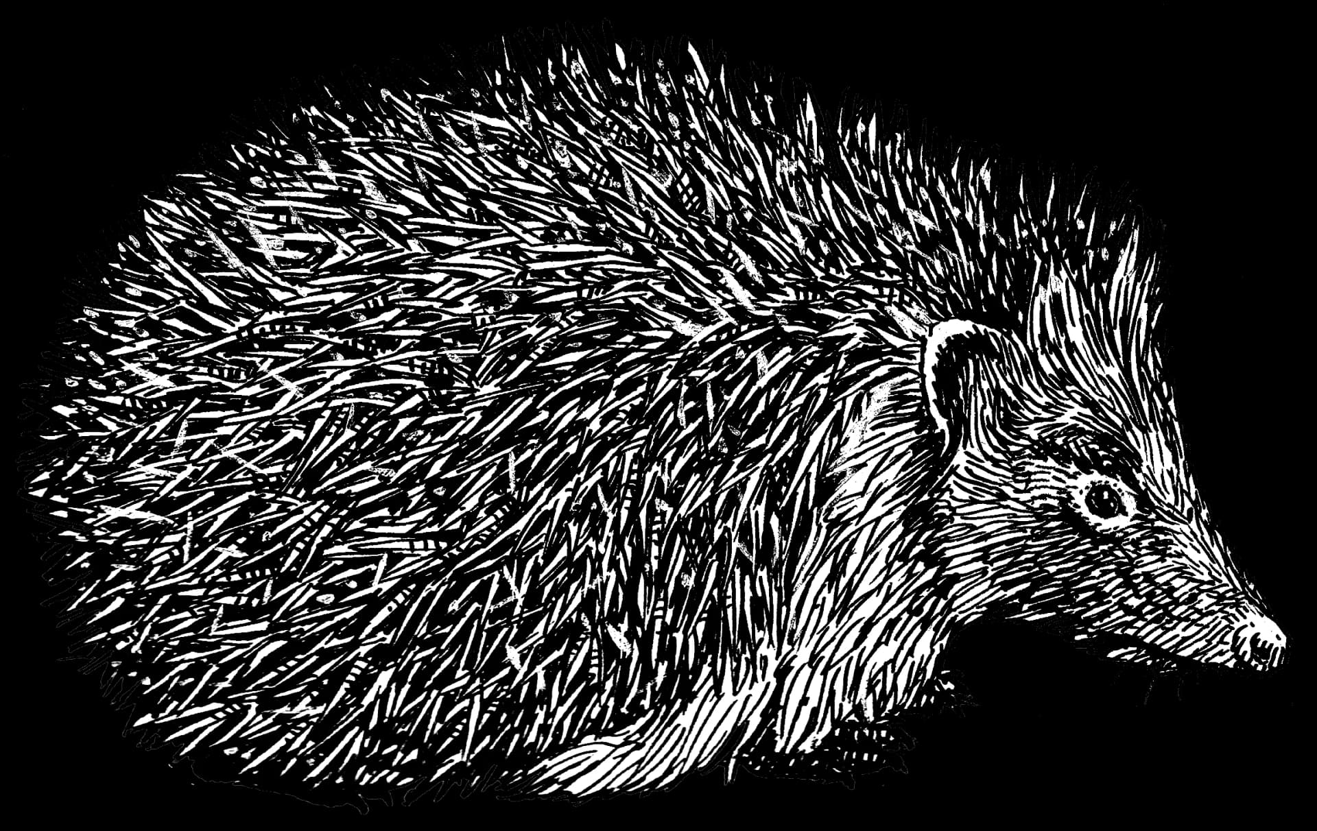 Hedgehogs, Small, Cute, Nature, Wildlife PNG