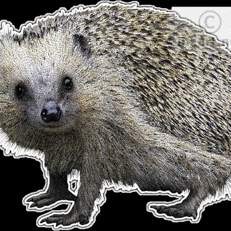 Hedgehogs-PNG-Picture