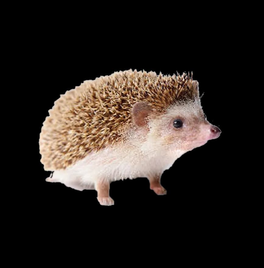 Hedgehogs-PNG