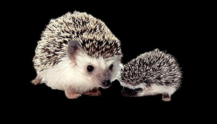 Hedgehogs-Transparent-PNG