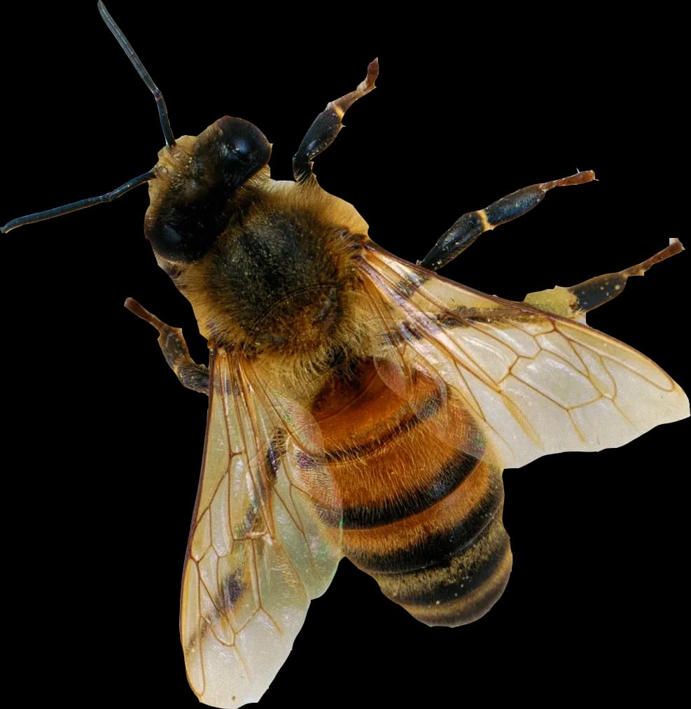 Honey-Bee-PNG-File