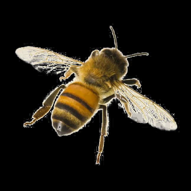Honey-Bee-Transparent-PNG