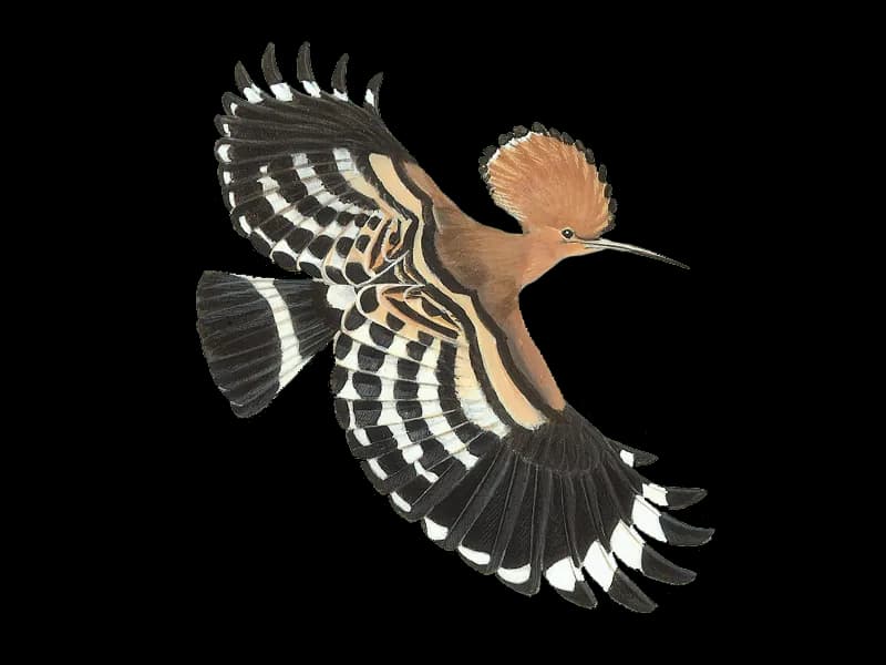 Hoopoes-PNG-File