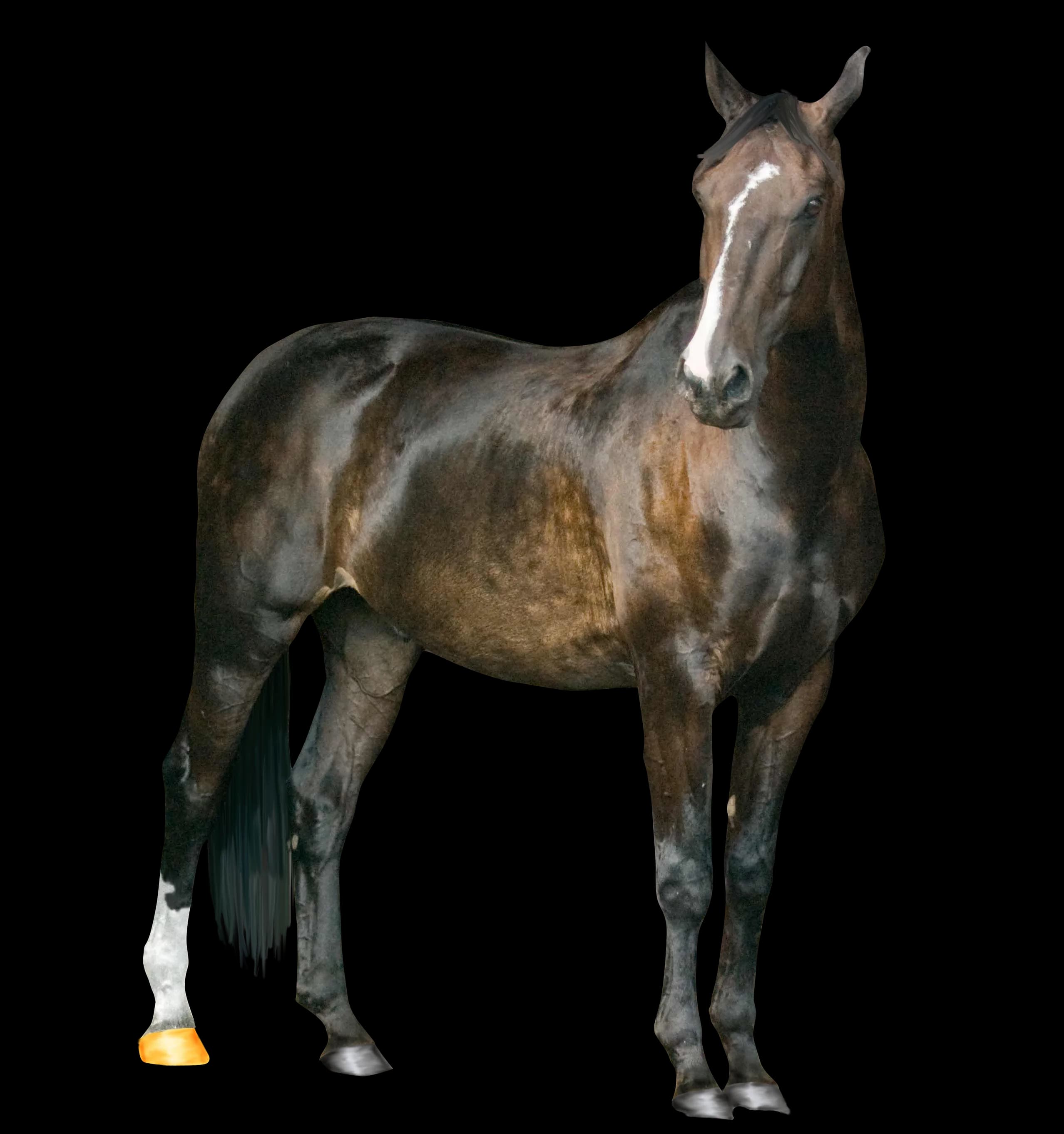 Horse-Transparent-Images-PNG
