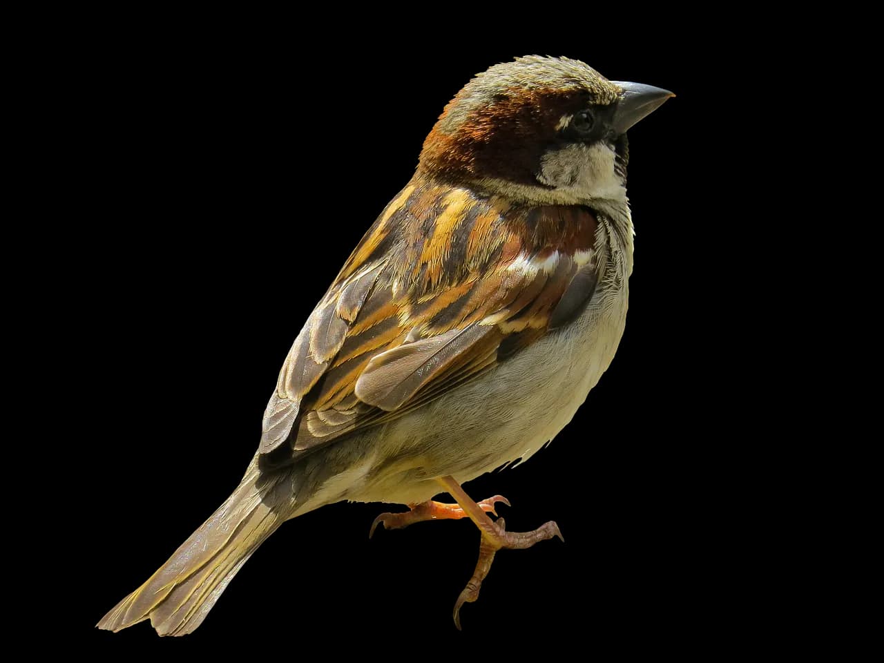 House Sparrow, Urban Bird, Social Behavior, Nesting Habits, Seed Eater PNG