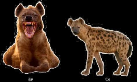 Hyena-PNG-Free-Download