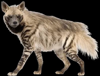 Hyena, Social, Carnivore, Pack, Wild PNG