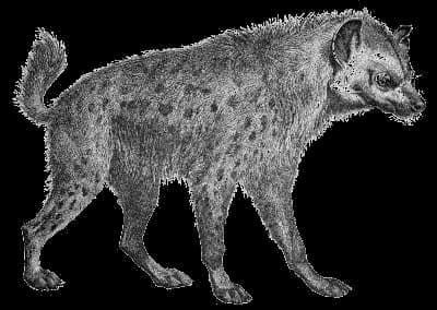 Hyena-PNG-Transparent-Image