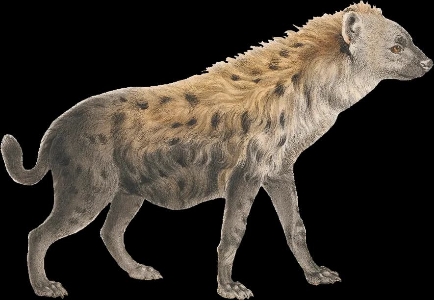 Hyena-Transparent-PNG