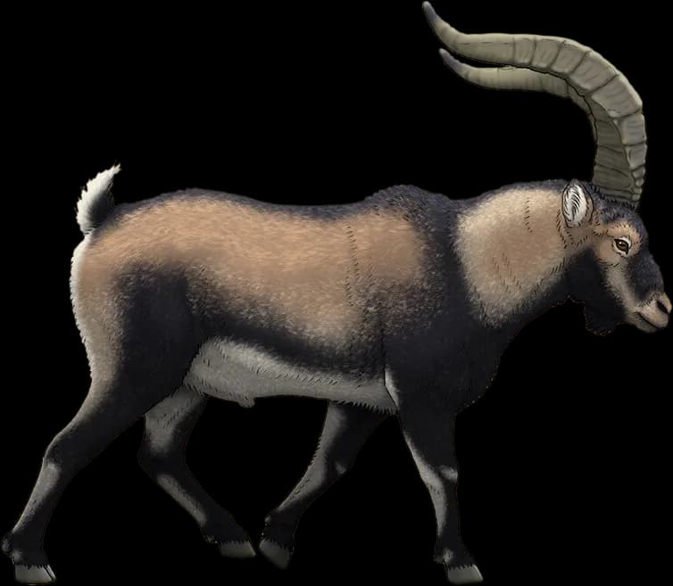 Ibex-PNG-Photos