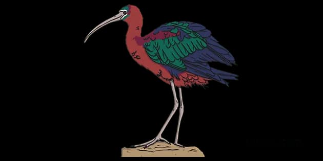 Ibis-PNG-File