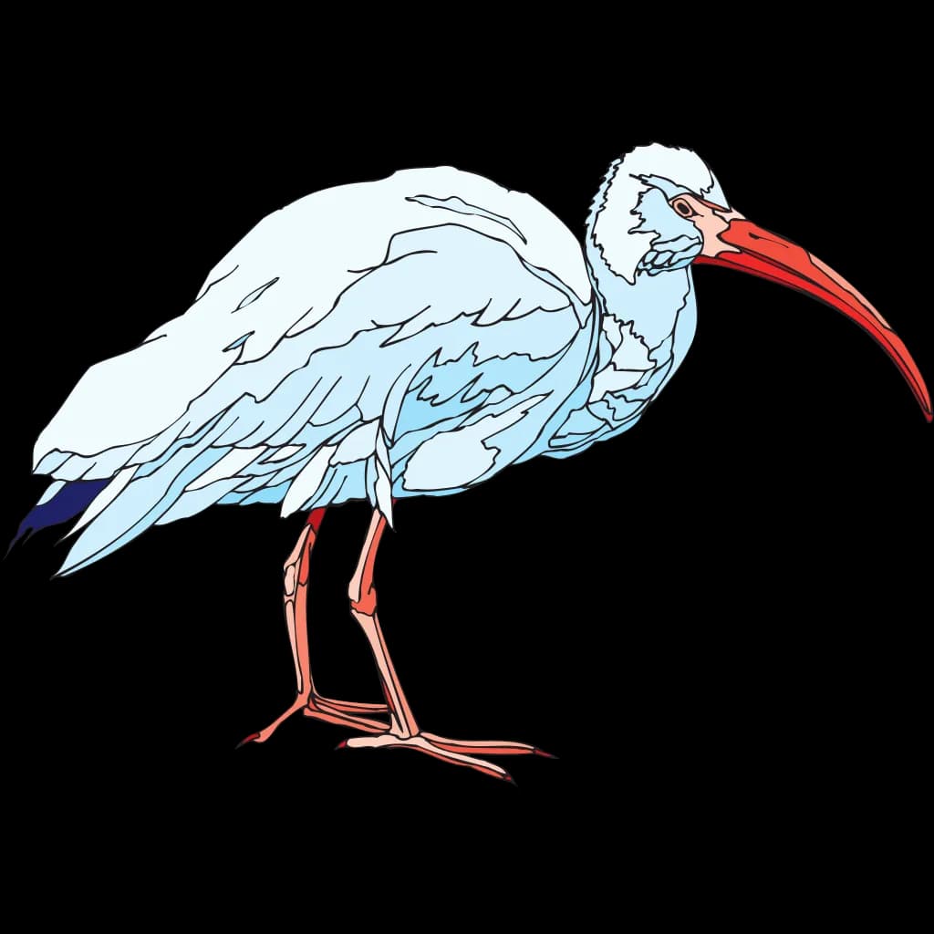 Ibis, Habitat, Waterfowl, Bird, Ecosystem PNG