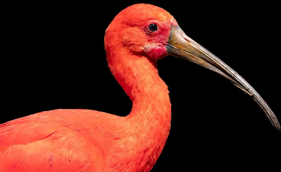 Ibis-PNG-Isolated-Pic