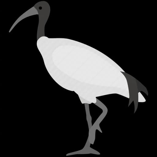 Ibis-PNG-Photos