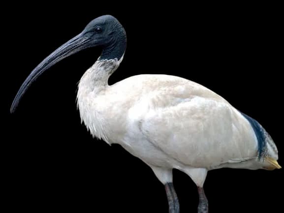 Ibis-PNG-Pic