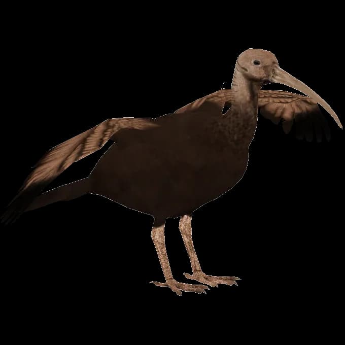 Ibis-PNG