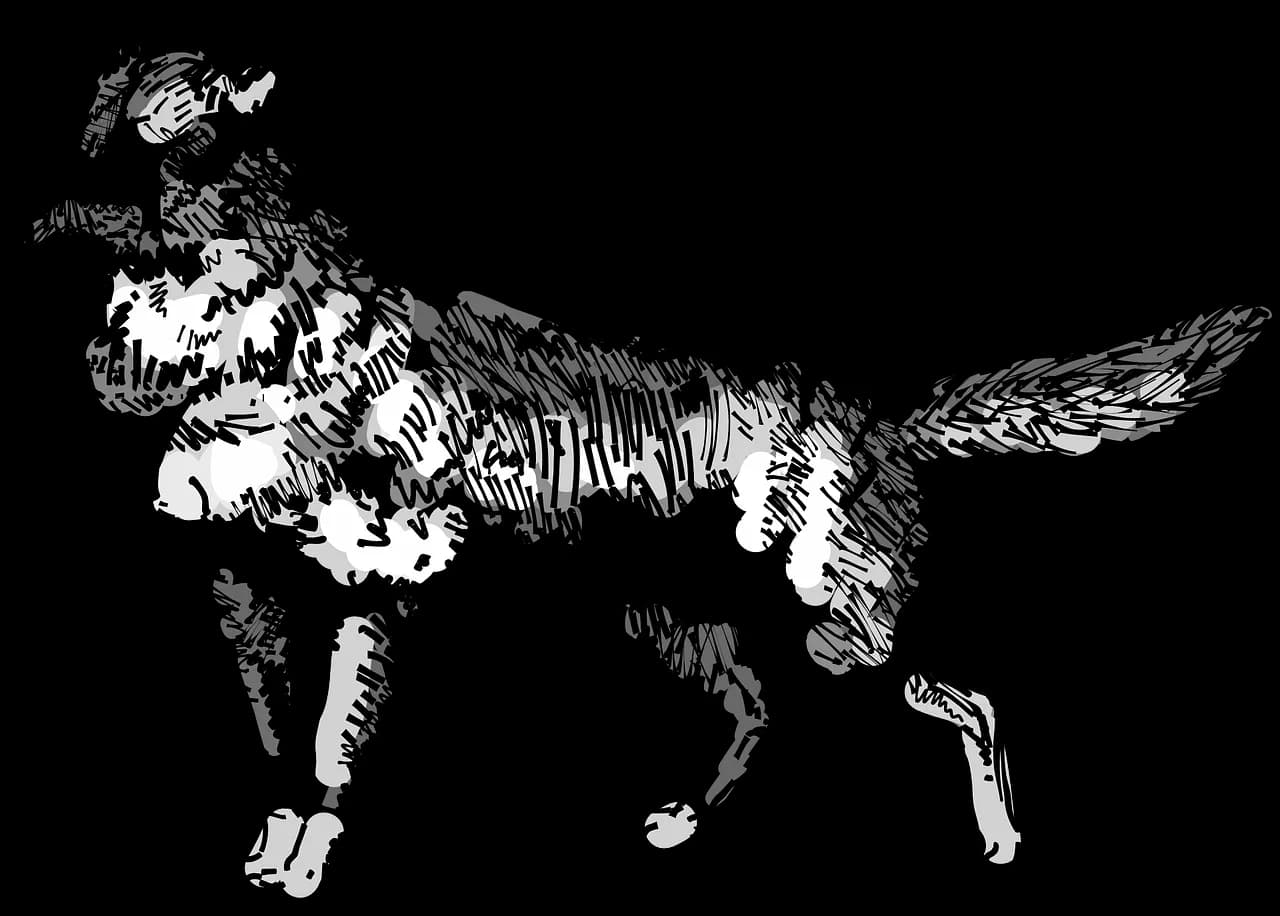 Jackals, Wild, Adaptable, Canids, Nocturnal PNG