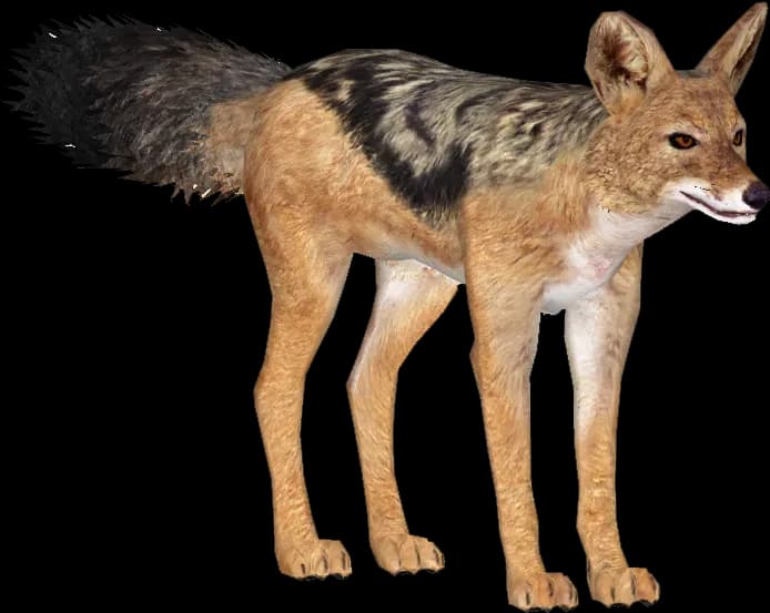 Jackals-PNG-Isolated-File