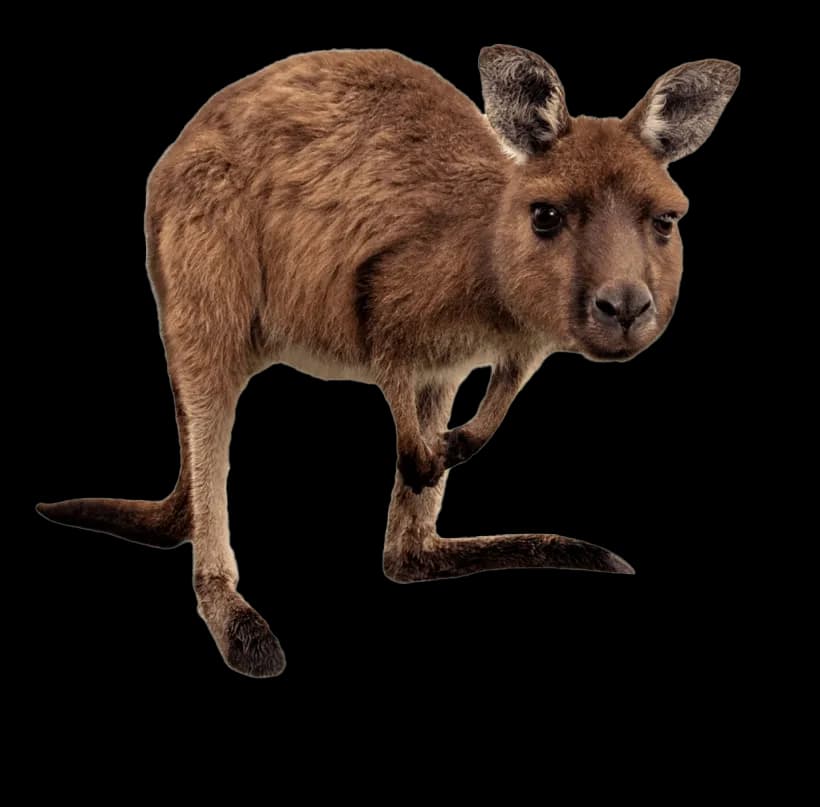 Kangaroo-Wallaby-PNG-Image