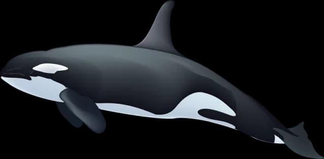 Killer-Whale-PNG-Image