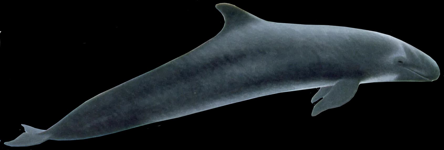 Killer-Whale-PNG-Picture