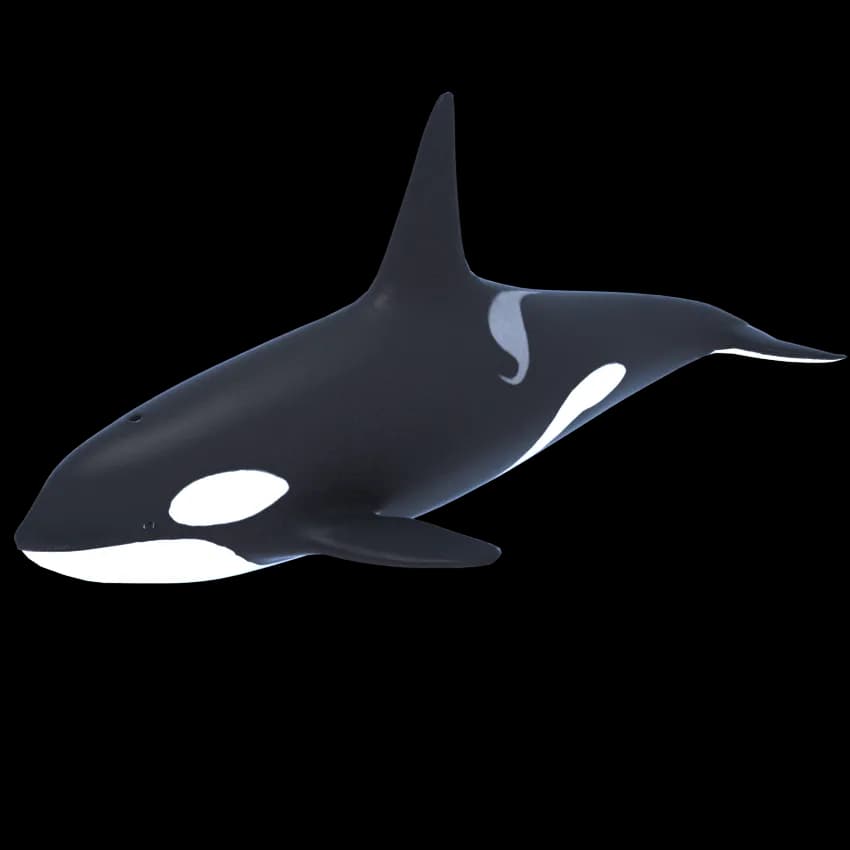 Killer-Whale-PNG-Transparent-Picture