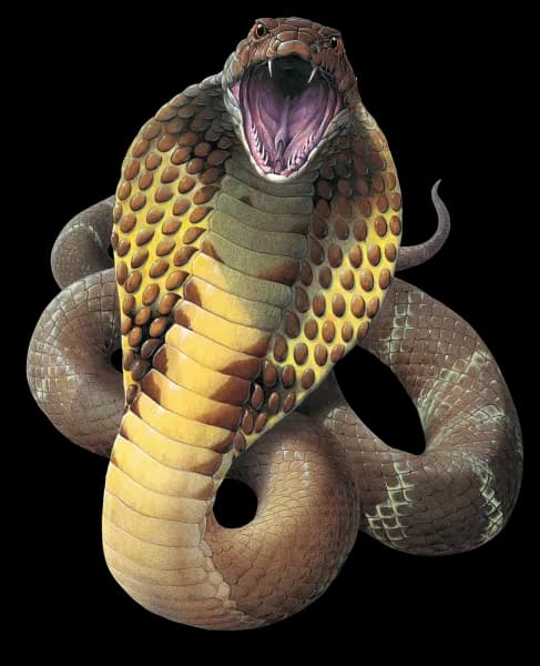 King-Cobra-PNG-File