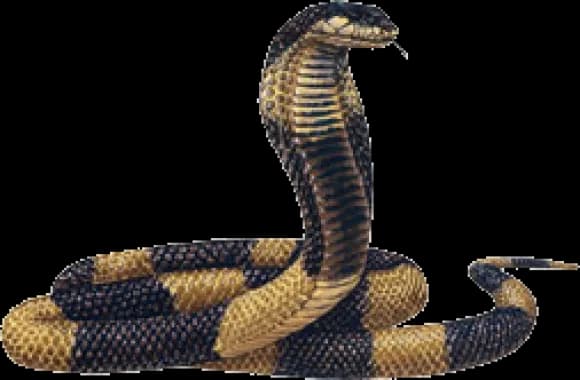 King-Cobra-PNG-Transparent-Image