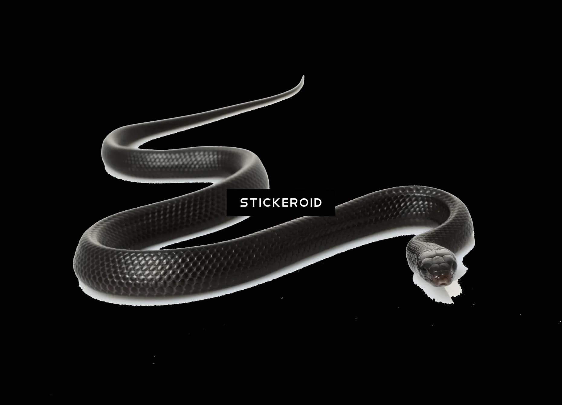 Kingsnakes, Reptiles, Subspecies, Venomous, Constrictors PNG