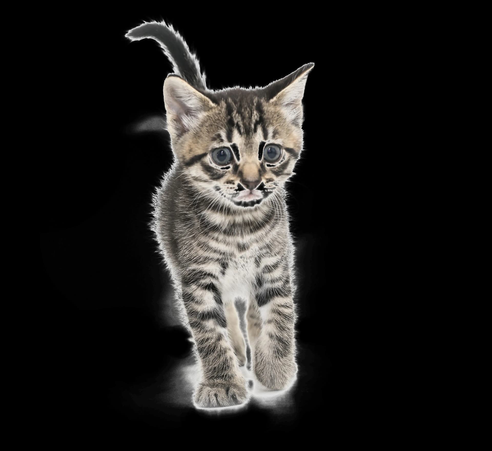 Kitten, Adorable, Fur, Playful, Feline PNG