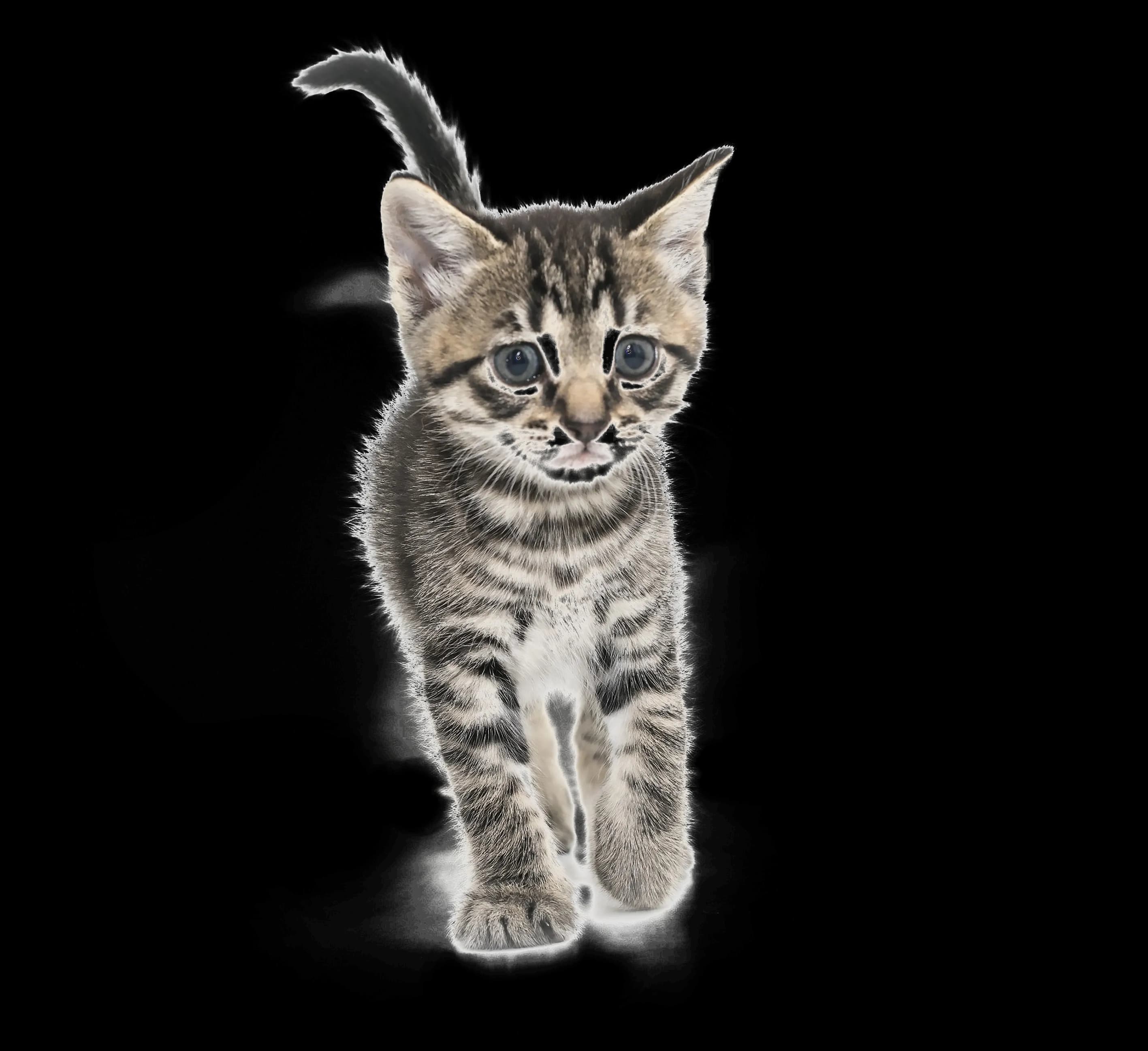 Kitten-PNG-Clipart