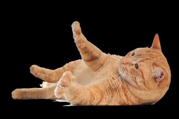 Kitten-PNG-Free-Download