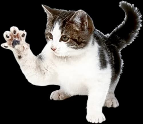 Kitten, Furry, Paws, Playful, Whiskers PNG