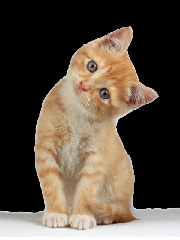 Kittens, Mischief, Purring, Adorable, Playful PNG