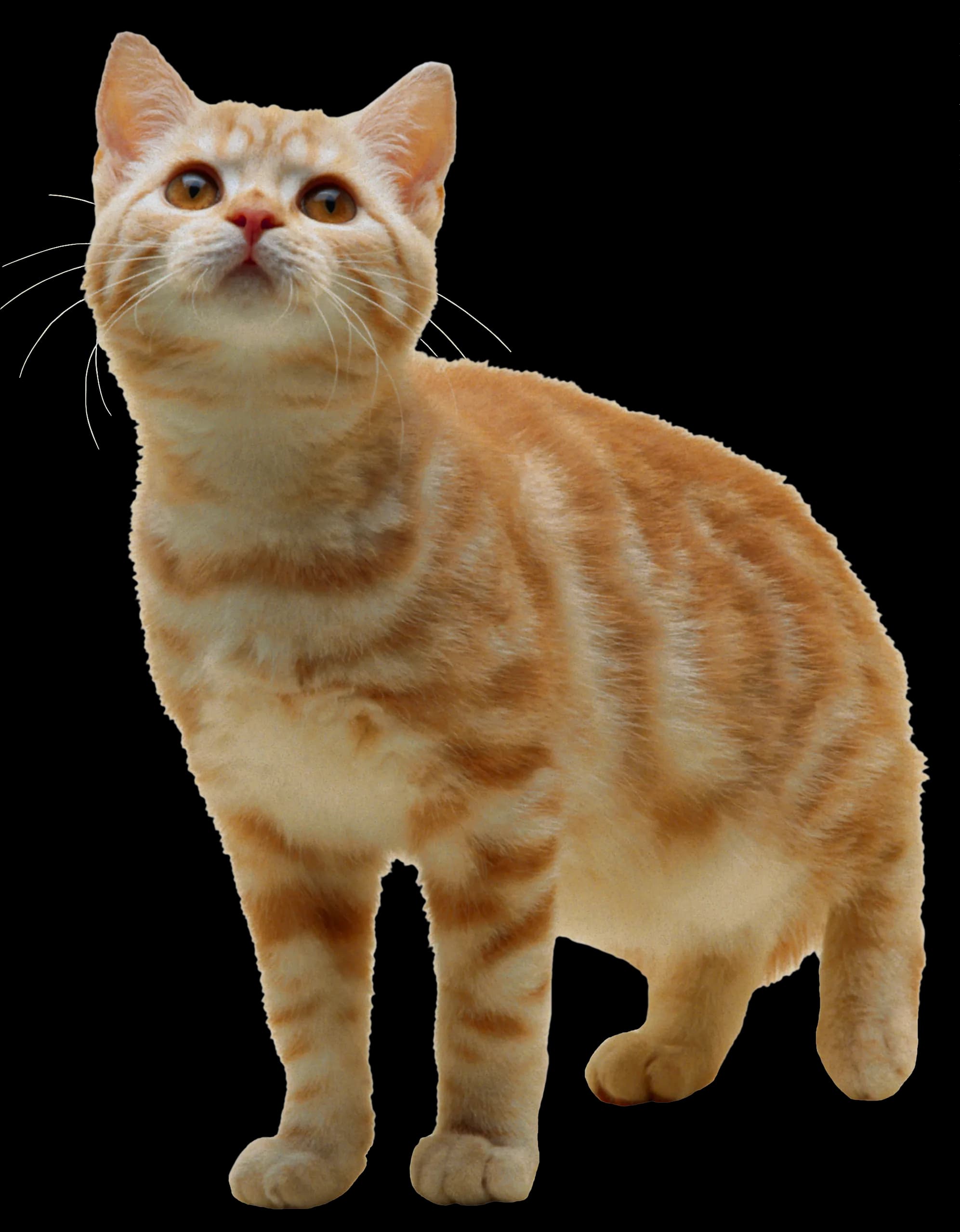 Kittens-PNG-Photos