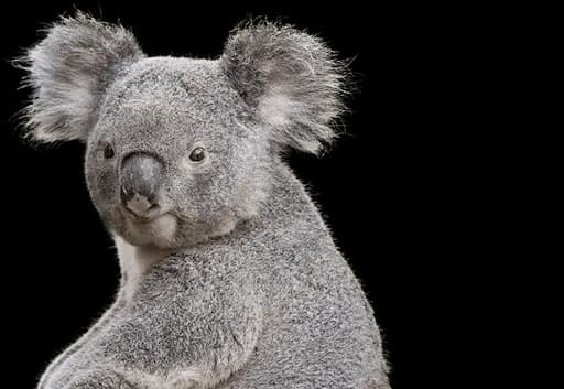 Koala Face, Animal, Australia, Baby, Nature PNG