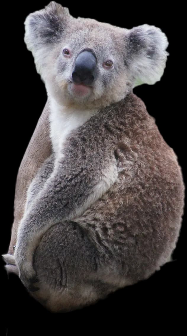 Koala-PNG-File