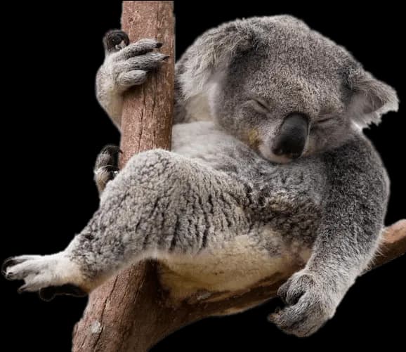 Koala-PNG-Photos