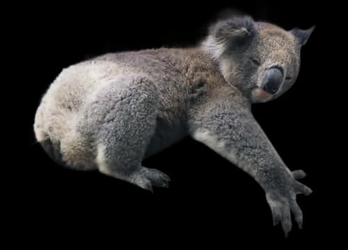 Koala-Transparent-PNG
