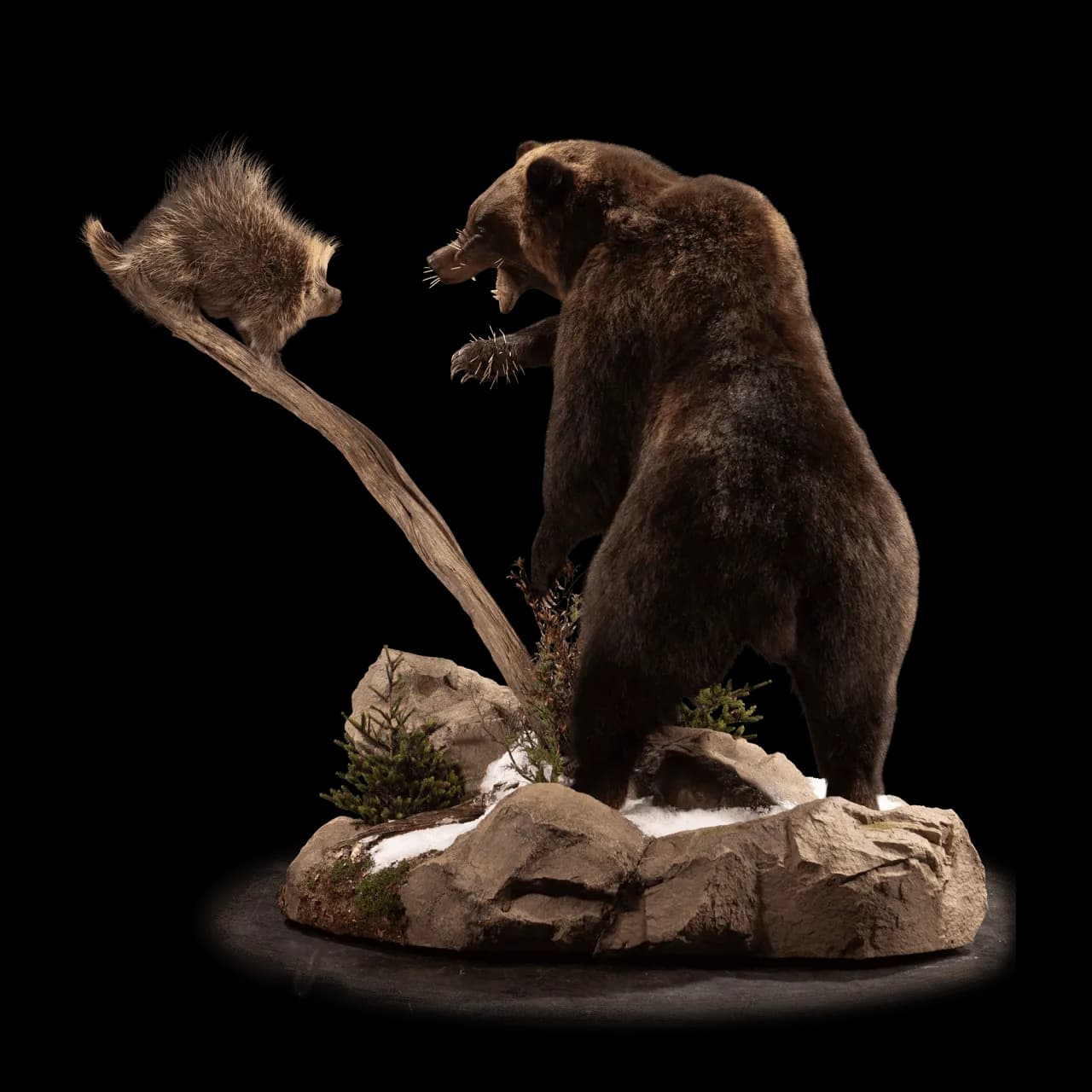 Kodiak Brown Bear, Grizzly, Endangered, Habitat, Mammal PNG