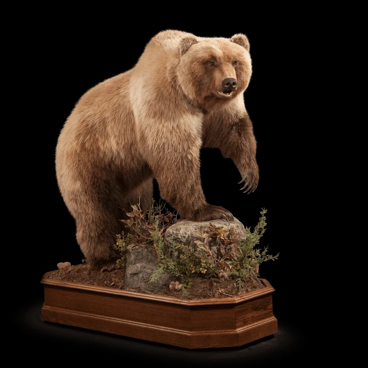 Kodiak-Brown-Bear-PNG-File